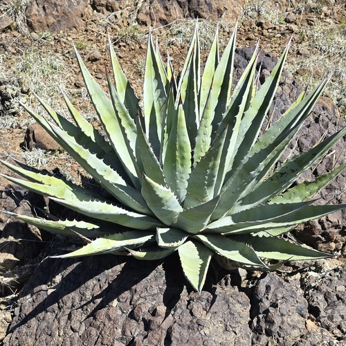 Image of Agave chrysantha by (c) Kate Crowell Walker, some rights reserved (CC BY)