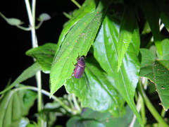 Cosmiomorpha similis