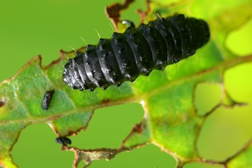 Green Dock Beetle