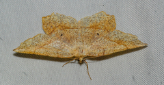 Euchlaena amoenaria