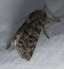 Litholomia napaea