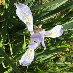 Iris longipetala