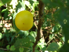 Solanum myriacanthum