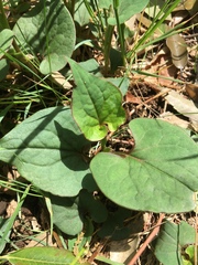 Houttuynia cordata