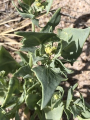 Atriplex phyllostegia