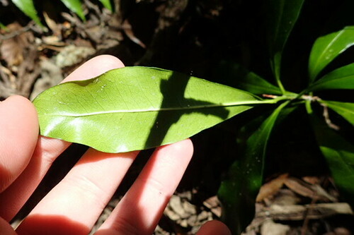 Image of Planchonella costata by (c) Irisa Hudson, some rights reserved (CC BY)