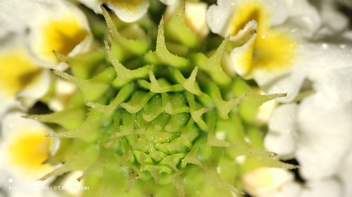 Image of Lantana achyranthifolia by (c) Thomaz Ricardo Favreto Sinani, some rights reserved (CC BY)