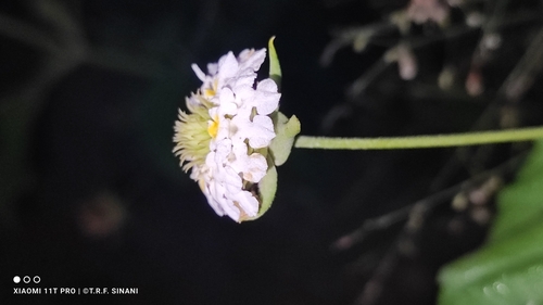 Image of Lantana achyranthifolia by (c) Thomaz Ricardo Favreto Sinani, some rights reserved (CC BY)