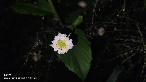 Image of Lantana achyranthifolia by (c) Thomaz Ricardo Favreto Sinani, some rights reserved (CC BY)