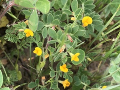 Acmispon wrangelianus
