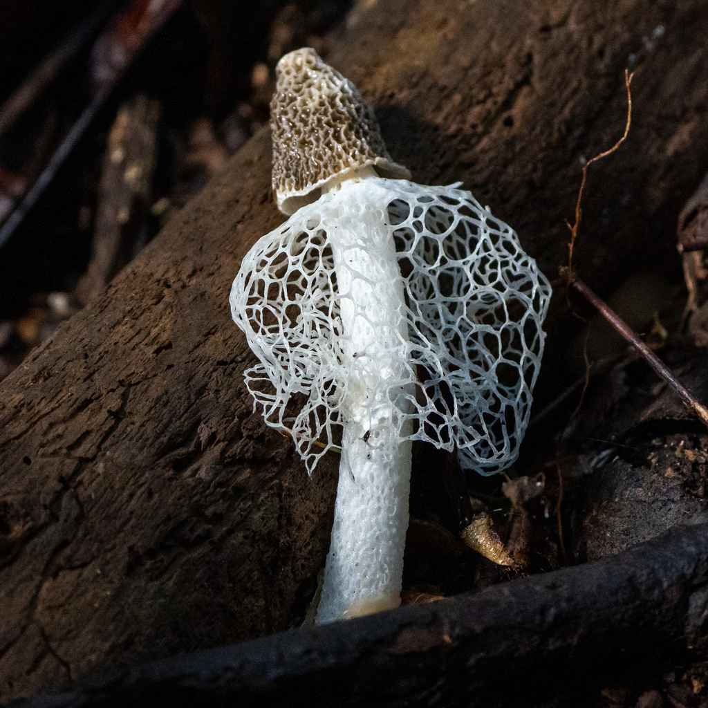 Phallus indusiatus · April 2024 · photo: © tonybatista (iNaturalist, cc-by)