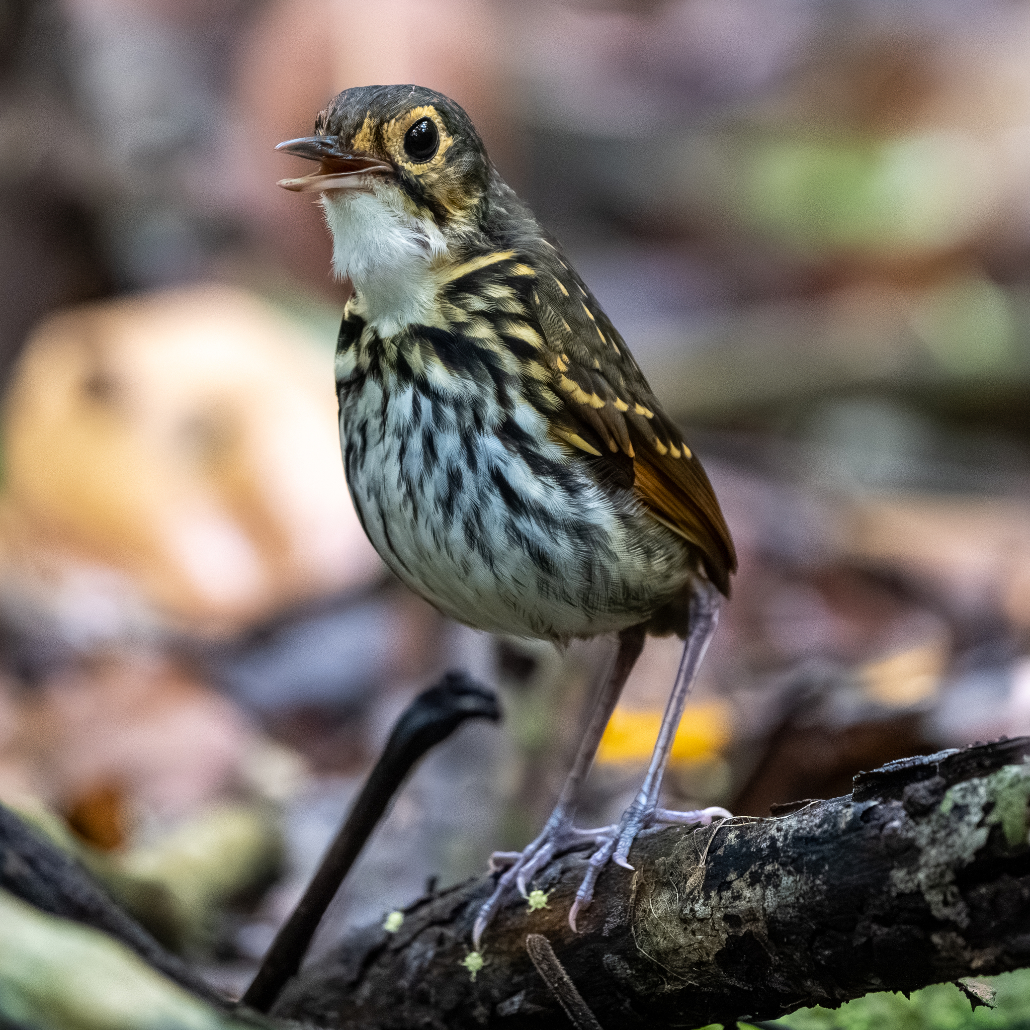 Streak-chested Antpitta (Hylopezus perspicillatus), photo 8