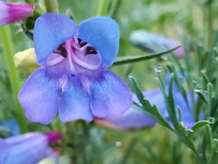 Penstemon cyaneus