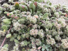 Chorizanthe cuspidata