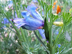 Penstemon cyaneus