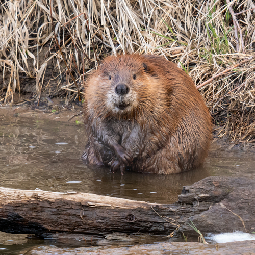 American Beaver photographed in Montana