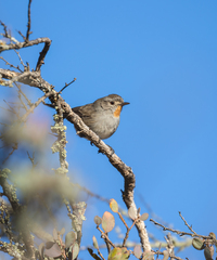 Redthroat photo 5