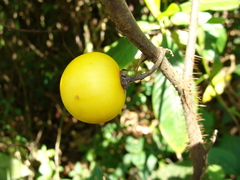 Solanum myriacanthum