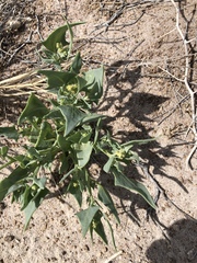 Atriplex phyllostegia