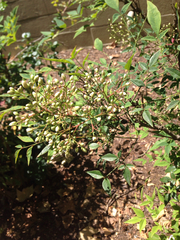 Nandina