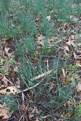 Allium schoenoprasum