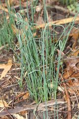Allium schoenoprasum
