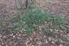 Allium schoenoprasum