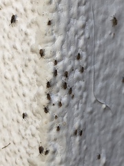 Nysius raphanus