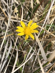 Grindelia fraxinipratensis