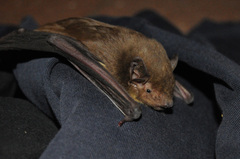 Scotophilus dinganii