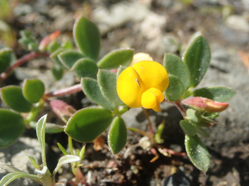 Image of Acmispon wrangelianus by (c) Cricket Raspet, some rights reserved (CC BY)