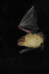 Scotophilus dinganii