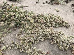 Chorizanthe cuspidata