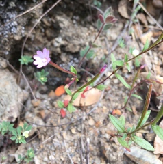 Epilobium minutum