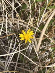 Grindelia fraxinipratensis