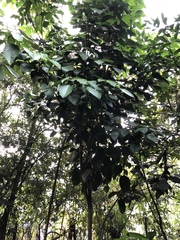 Dendropanax arboreus