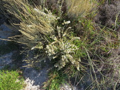 Erica subdivaricata