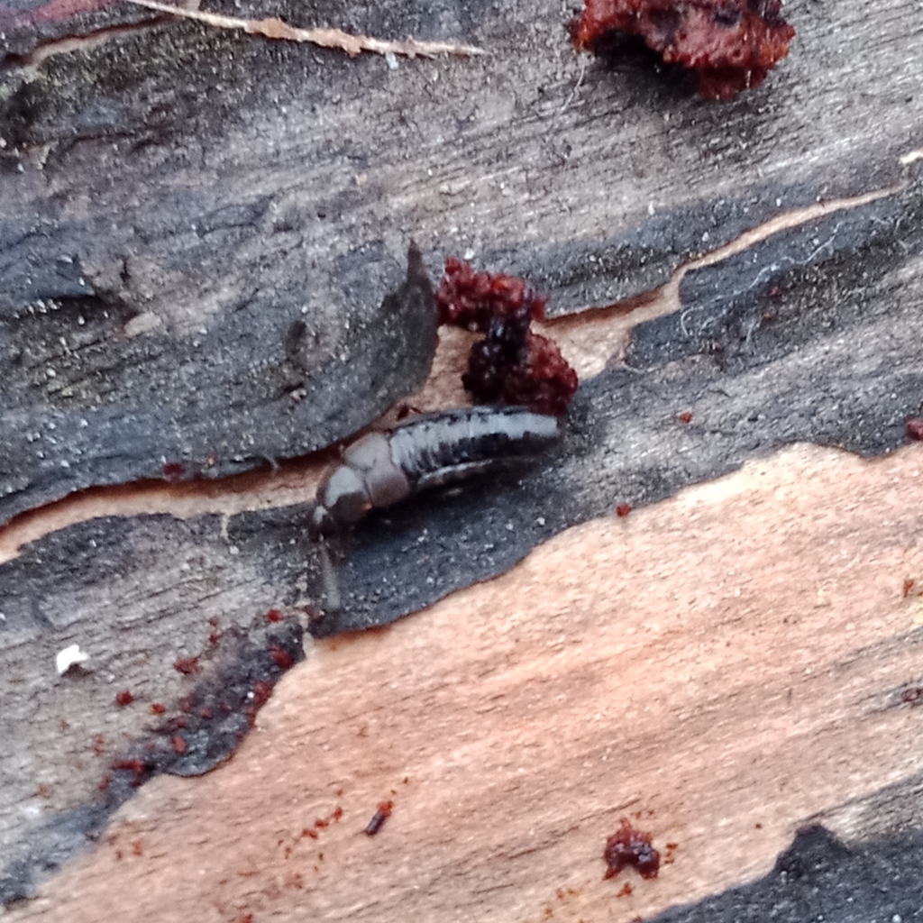 Aleochara brevipennis