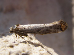 Pseudoswammerdamia combinella