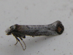 Pseudoswammerdamia combinella
