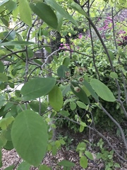 Amelanchier canadensis