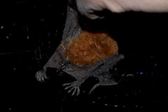 Myotis bocagii