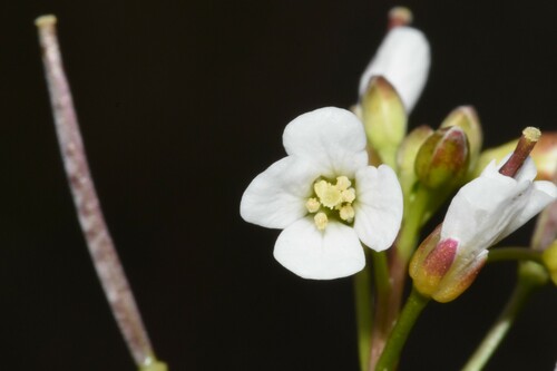 Western Bittercress (Cardamine occidentalis)