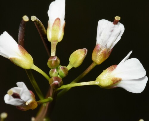Image of Cardamine occidentalis by (c) Gabriel Campbell-Martinez, some rights reserved (CC BY)