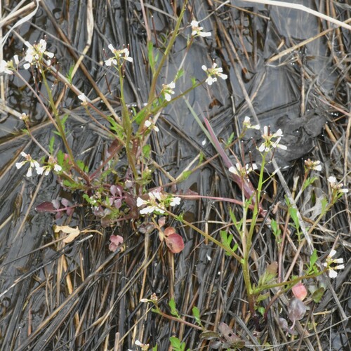 Image of Cardamine occidentalis by (c) Gabriel Campbell-Martinez, some rights reserved (CC BY)