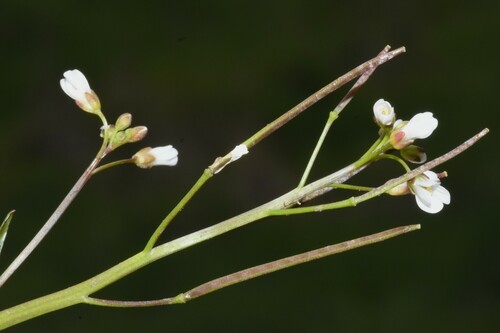 Image of Cardamine occidentalis by (c) Gabriel Campbell-Martinez, some rights reserved (CC BY)