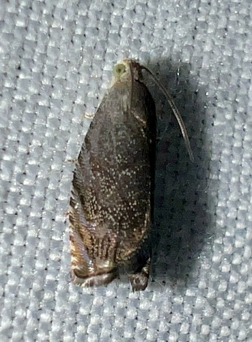 Hickory Shuckworm Moth photo 5