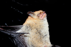 Myotis bocagii