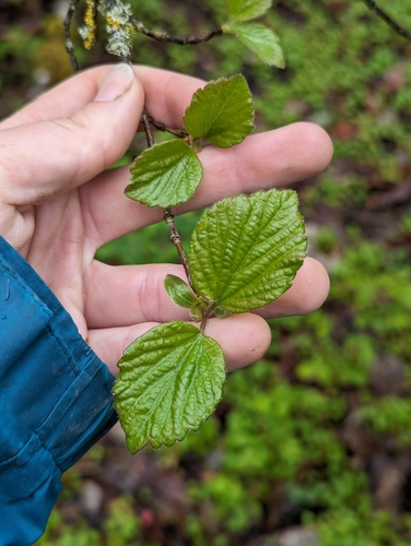 Common Viburnum foliage