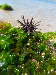 Eucidaris thouarsii